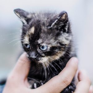 pet-07