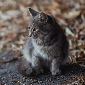 pet-09