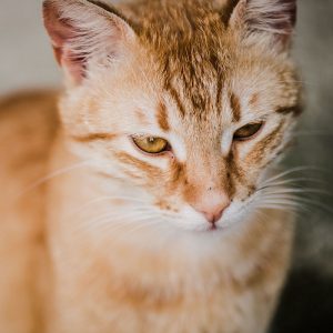 pet-18
