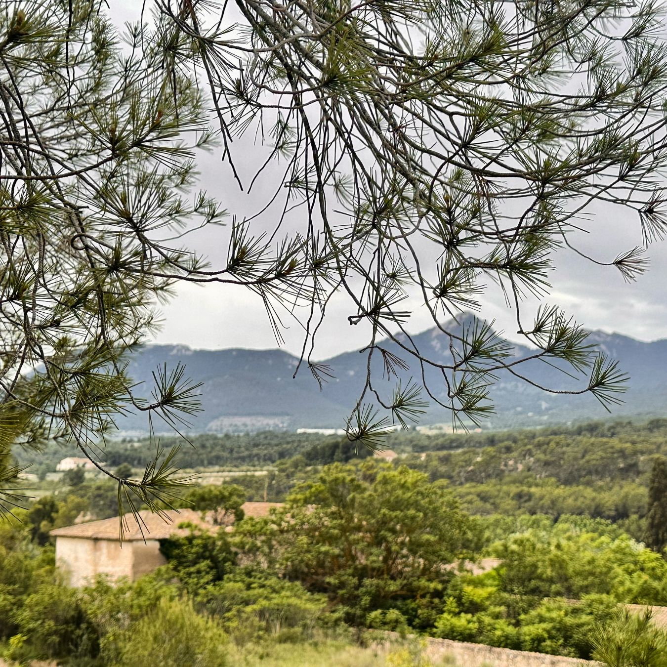 Finca terol